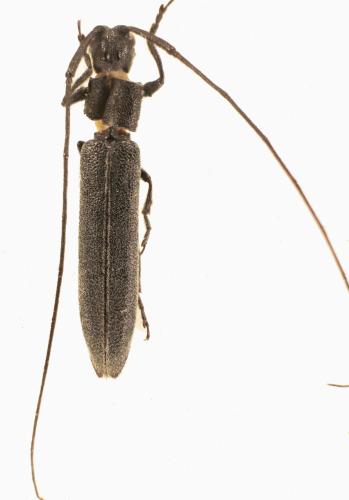 Réf. 326 223 : Calamobius filum